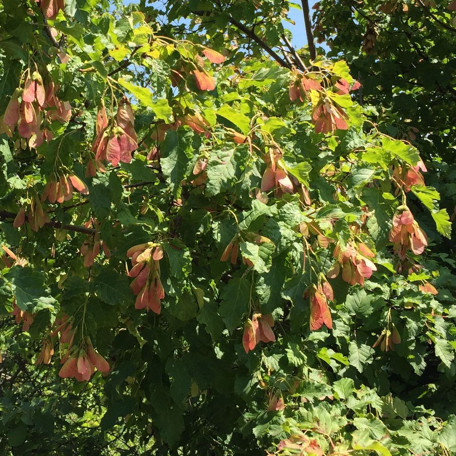 Tatárjuhar Acer tataricum